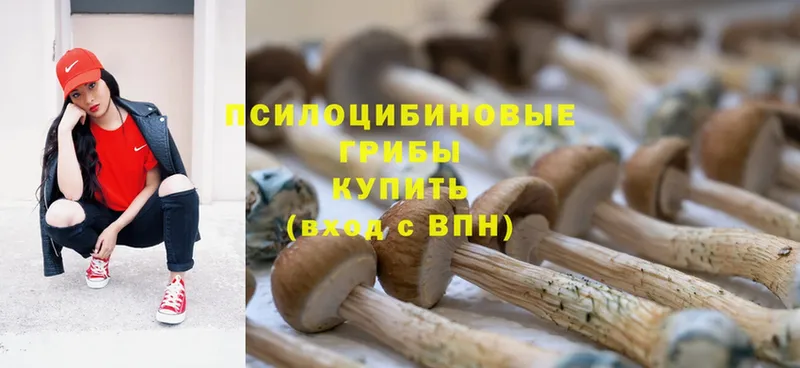 Галлюциногенные грибы GOLDEN TEACHER  купить   Пятигорск 